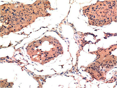 Immunohistochemical analysis of paraffin-embedded Rat Testis Tissue using Bax Mouse mAb diluted at 1:200.Mouse anti-Human BAX Monoclonal Antibody