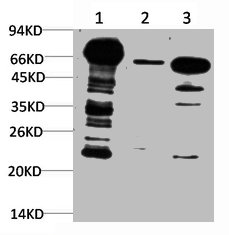 Western blot analysis of 1) Hela Cell Lysate, 2) 3T3 Cell Lysate, 3) Rat Brain Tissue Lysate using Ubiquitin Mouse mAb diluted at 1:1000.Mouse anti-Human Ubiquitin Monoclonal Antibody