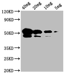 Western Blot Positive WB detected in: SARS-CoV-2 nucleocapsid recombinant protein from E. Coli (the antibody at 40ng, 20ng, 10ng, 5ng All lanes N antibody at 1:1000 Secondary Goat polyclonal to mouse IgG at 1/50000 dilution Predicted band size: 48 KDa Observed band size: 55 KDaNucleoprotein (NTD) Monoclonal Antibody