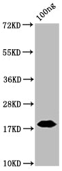 Western Blot Positive WB detected in: SARS-CoV-2 nucleocapsid recombinant protein from E. Coli (the antibody at 100ng All lanes N antibody at 1:2000 Secondary Goat polyclonal to mouse IgG at 1/50000 dilution Predicted band size: 18 KDa Observed band size: 18 KDaNucleoprotein (NTD) Monoclonal Antibody