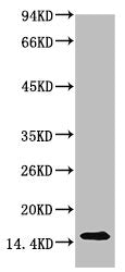 Western blot analysis of Human Serum using TTR Mouse mAb diluted at 1:2000Mouse anti-Human TTR Monoclonal Antibody