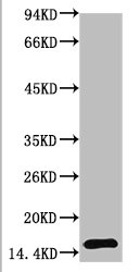 Western blot analysis of Human Serum using TTR Mouse mAb diluted at 1:2000Mouse anti-Human TTR Monoclonal Antibody