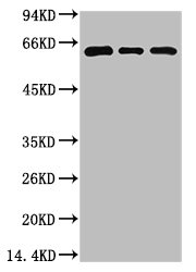 Western blot analysis of 1) 293T Cell Lysate, 2) C2C12 Cell Lysate, 3) Rat Brain Tissue Lysate using Beclin-1 Mouse mAb diluted at 1:2000.Mouse anti-Human BECN1 Monoclonal Antibody