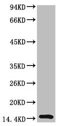 Western blot analysis of Human Serum using TTR Mouse mAb diluted at 1:2000.Mouse anti-Human TTR Monoclonal Antibody