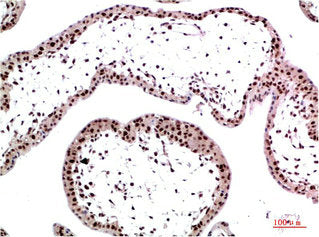 Immunohistochemical analysis of paraffin-embedded Human Placenta Tissue using HP-1γ Mouse mAb diluted at 1:200Mouse anti-Human CBX3 Monoclonal Antibody