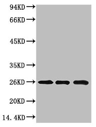 Western blot analysis of 1) Hela Cell Lysate, 2)3T3 Cell Lysate, 3) PC12 Cell Lysate using HP-1γ Mouse mAb diluted at 1:1000.Mouse anti-Human CBX3 Monoclonal Antibody