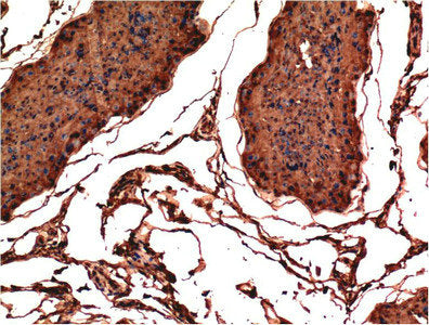 Immunohistochemical analysis of paraffin-embedded Rat Testis Tissue using the antibody at dilution of 1:200.Mouse anti-Human BAX Monoclonal Antibody
