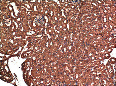 Immunohistochemical analysis of paraffin-embedded Mouse Kidney Tissue using BAX Monoclonal Antibody at dilution of 1:200.Mouse anti-Human BAX Monoclonal Antibody