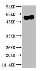 Western blot analysis of Hela Cell Lysate using ATG5 Mouse mAb diluted at 1:10000Mouse anti-Human ATG5 Monoclonal Antibody