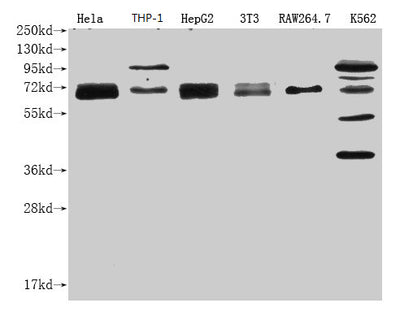 Western Blot Positive WB detected in: NFE2L2 antibody at 1:1000 Lane 1: Hela whole cell lysate Lane 2: THP-1 whole cell lysate Lane 3: HepG2 whole cell lysate Lane 4: NIH/3T3 whole cell lysate Lane 5: RAW264.7 whole cell lysate Lane 6: K562 whole cell lysateSecondary Goat polyclonal to Mouse IgG at 1/20000 dilution Predicted band size: 68 KDa Observed band size: 68-100 KDa Exposure time: 1minMouse anti-Human NFE2L2 Monoclonal antibody