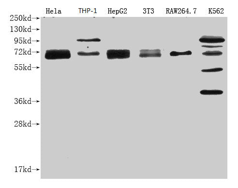 Western Blot Positive WB detected in: NFE2L2 antibody at 1:1000 Lane 1: Hela whole cell lysate Lane 2: THP-1 whole cell lysate Lane 3: HepG2 whole cell lysate Lane 4: NIH/3T3 whole cell lysate Lane 5: RAW264.7 whole cell lysate Lane 6: K562 whole cell lysateSecondary Goat polyclonal to Mouse IgG at 1/20000 dilution Predicted band size: 68 KDa Observed band size: 68-100 KDa Exposure time: 1minMouse anti-Human NFE2L2 Monoclonal antibody