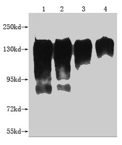 Western Blot Positive WB detected in: 1-4 lanes: Recombinant MERTK protein at 20ng, 10ng, 5ng, 2.5ng All lanes: MERTK antibody at 1:2000 Secondary Goat polyclonal to mouse IgG at 1/50000 dilution Predicted band size: 120 KDa Observed band size: 120-150 KDa Exposure time：5S