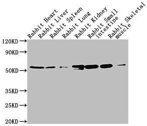 Western BlotPositive WB detected in:  Rabbit heatrt tissue, Rabbit liver tissue, Rabbit spleen tissue, Rabbit lung tissue, Rabbit kidney tissue, Rabbit small intestine tissue, Rabbit skeletal muscle tissueAll lanes: TUBA1A antibody at 1:5000SecondaryGoat polyclonal to Mouse IgG at 1/10000 dilutionPredicted band size: 52 kDaObserved band size: 52 kDaMouse anti-Human TUBA1A Monoclonal Antibody antibody