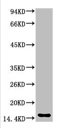 Western blot analysis of Human Serum using TTR Mouse mAb diluted at 1:2000Mouse anti-Human TTR Monoclonal Antibody