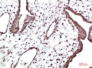 Immunohistochemical analysis of paraffin-embedded Human Placenta Tissue using HP-1γ Mouse mAb diluted at 1:200Mouse anti-Human CBX3 Monoclonal Antibody