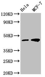 Western Blot Positive WB detected in: Hela whole cell lysate, MCF-7 whole cell lysate  All lanes: TSG101 antibody at 1:500 Secondary Goat polyclonal to mouse IgG at 1/50000 dilution Predicted band size: 44, 32 KDa Observed band size: 44 KDa Exposure time:5minMouse anti-Human TSG101 Monoclonal antibody