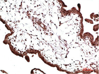 Immunohistochemical analysis of paraffin-embedded Human Placenta Tissue using HP-1γ Mouse mAb diluted at 1:200Mouse anti-Human CBX3 Monoclonal Antibody
