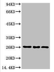 Western blot analysis of 1) Hela Cell Lysate, 2)3T3 Cell Lysate, 3) PC12 Cell Lysate using HP-1γ Mouse mAb diluted at 1:1000.Mouse anti-Human CBX3 Monoclonal Antibody