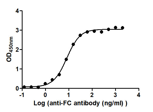 The Binding Activity of hIgG2 with Anti-FC antibodyActivity: Measured by its binding ability in a functional ELISA. Immobilized hIgG2 at 2 μg/mL can bind Anti-FC antibody, the EC50 is 7.384 to 9.177 ng/mL.