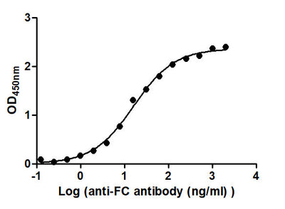 The Binding Activity of hIgG4 with Anti-FC antibodyActivity: Measured by its binding ability in a functional ELISA. Immobilized hIgG2 at 2 μg/mL can bind Anti-FC antibody, the EC50 is 13.30 to 19.59 ng/mL.
