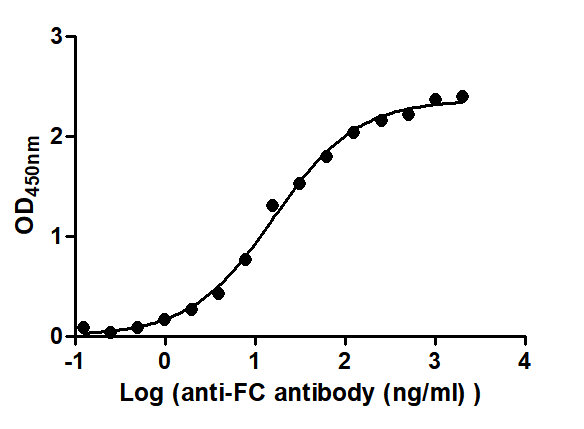 The Binding Activity of hIgG4 with Anti-FC antibodyActivity: Measured by its binding ability in a functional ELISA. Immobilized hIgG2 at 2 μg/mL can bind Anti-FC antibody, the EC50 is 13.30 to 19.59 ng/mL.