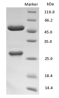 FC antibody on SDS-PAGE under reducing (R) condition. The purity of the protein is greater than 90%.