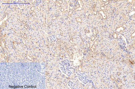 Immunohistochemical analysis of paraffin-embedded Rat-kidney tissue. COL1A1 Antibody was diluted at 1:200.Mouse anti-Human COL1A1 Monoclonal Antibody