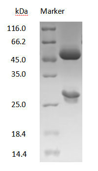 DXD antibody on SDS-PAGE under reducing (R) condition. The purity of the protein is greater than 90%.
