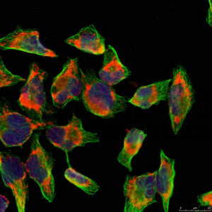 Immunofluorescence staining of methanol-fixed Hela cells using NFkB-p100(Ab-866) Antibody.Rabbit anti-Human NFKB2 Polyclonal Antibody