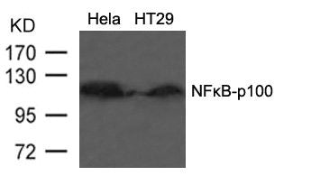 Western blot analysis of extracts from HT29 cells using NFkB-p100(Ab-866) Antibody.Rabbit anti-Human NFKB2 Polyclonal Antibody