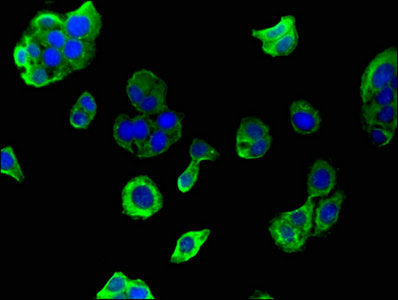 Immunofluorescent analysis of HepG2 cells using GAPDH Antibody at dilution of 1:100 and Alexa Fluor 488-congugated AffiniPure Goat Anti-Rabbit IgG(H+L)Rabbit anti-Human GAPDH Polyclonal Antibody