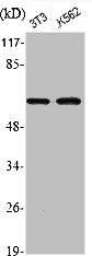 Western Blot analysis of NIH-3T3 K562 cells using Phospho-Akt1 (S246) Polyclonal AntibodyRabbit anti-Human Phospho-AKT1 (S246) Polyclonal Antibody