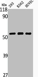 Western Blot analysis of NIH-3T3 K562 HuvEc cells using Phospho-Akt1 (T450) Polyclonal AntibodyRabbit anti-Human Phospho-AKT1 (T450) Polyclonal Antibody