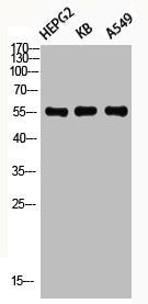 Western Blot analysis of HEPG2 KB A549 using Phospho-Akt1 (T450) Polyclonal AntibodyRabbit anti-Human Phospho-AKT1 (T450) Polyclonal Antibody