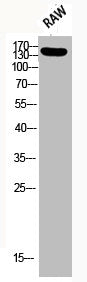 Western Blot analysis of RAW using Phospho-IRS-1 (S636) Polyclonal AntibodyRabbit anti-Human Phospho-IRS1 (S636) Polyclonal Antibody