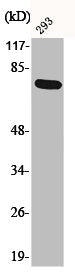 Western Blot analysis of 293 cells using Phospho-LIMK-1 (T508) Polyclonal AntibodyRabbit anti-Human Phospho-LIMK1 (T508) Polyclonal Antibody