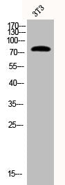 Western Blot analysis of 3T3 cells using Phospho-Synapsin I (S9) Polyclonal AntibodyRabbit anti-Human Phospho-SYN1 (S9) Polyclonal Antibody
