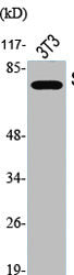 Western Blot analysis of NIH-3T3 cells using Phospho-Synapsin I (S9) Polyclonal AntibodyRabbit anti-Human Phospho-SYN1 (S9) Polyclonal Antibody
