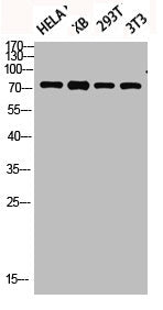 Western blot analysis of HELA KB 293T 3T3 lysis using Phospho-Synapsin I (S9) antibody.Rabbit anti-Human Phospho-SYN1 (S9) Polyclonal Antibody