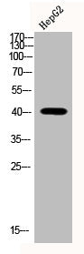 Western Blot analysis of HEPG2 cells using Phospho-p38 (T180/Y182) Polyclonal AntibodyRabbit anti-Human Phospho-MAPK14 (T180/Y182) Polyclonal Antibody