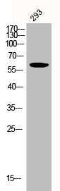 Western Blot analysis of 293 cells using Phospho-Akt (Y326) Polyclonal AntibodyRabbit anti-Human Phospho-AKT1 (Y326) Polyclonal Antibody