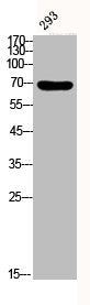 Western Blot analysis of 293 cells using Phospho-Akt (Y326) Polyclonal AntibodyRabbit anti-Human Phospho-AKT1 (Y326) Polyclonal Antibody