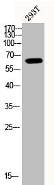 Western Blot analysis of 293T cells using Phospho-Akt1 (Y474) Polyclonal AntibodyRabbit anti-Human Phospho-AKT1 (Y474) Polyclonal Antibody