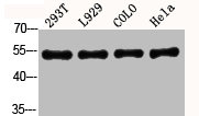 Western Blot analysis of 293T L929 COLO HELA cells using Akt Polyclonal AntibodyRabbit anti-Human AKT1/AKT2/AKT3 Polyclonal Antibody