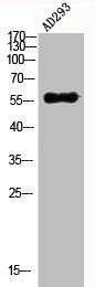 Western Blot analysis of AD293 using Akt Polyclonal Antibody.Rabbit anti-Human AKT1/AKT2/AKT3 Polyclonal Antibody