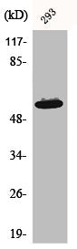 Western Blot analysis of 293 cells using Akt1 Polyclonal AntibodyRabbit anti-Human AKT1 Polyclonal Antibody