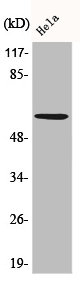 Western Blot analysis of HeLa cells using Akt Polyclonal AntibodyRabbit anti-Human AKT1/AKT2/AKT3 Polyclonal Antibody