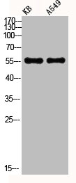 Western Blot analysis of KB A549 using Akt Polyclonal AntibodyRabbit anti-Human AKT1/AKT2/AKT3 Polyclonal Antibody