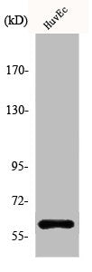 Western Blot analysis of HuvEc cells using Akt1 Polyclonal AntibodyRabbit anti-Human AKT1 Polyclonal Antibody