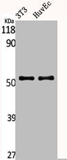 Western Blot analysis of NIH-3T3 HuvEc cells using Akt1 Polyclonal AntibodyRabbit anti-Human AKT1 Polyclonal Antibody